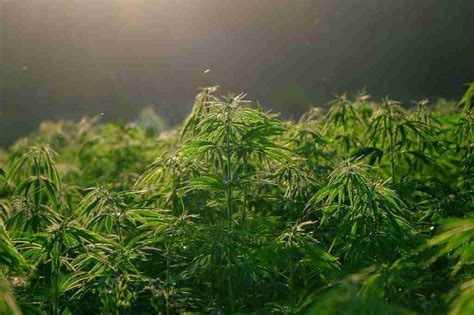 Cannabis Light Cos è Scopri le Proprietà e i Benefici della