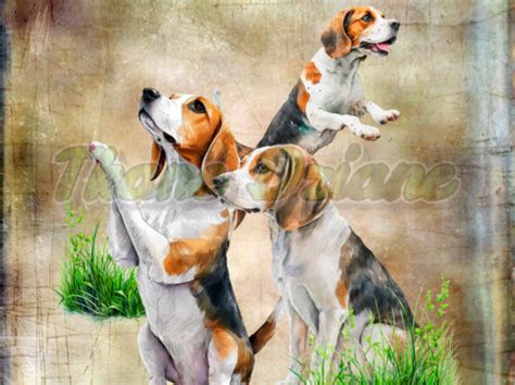 Tkanedziane Pl Panel Drukowany Trzy Beagle T O Nude Nr