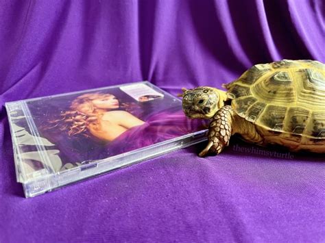the whimsy turtle