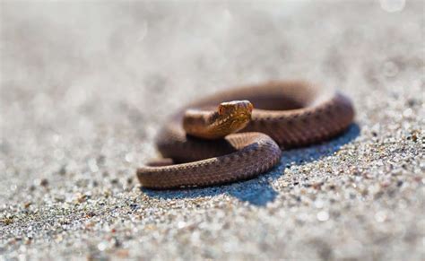 What To Do If You See A Snake On A Hike Dirt Bags With Fur Bags