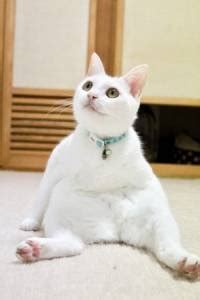 Japanese Men S Magazine Releases All Cat Issue Complete With Sexy Nude Kitties Photos