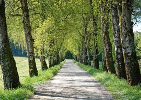 5 fast-growing driveway trees 🌳 🚗 Make an entrance with nature's best ...