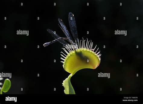 Venus Atrapamoscas Fotograf As E Im Genes De Alta Resoluci N Alamy