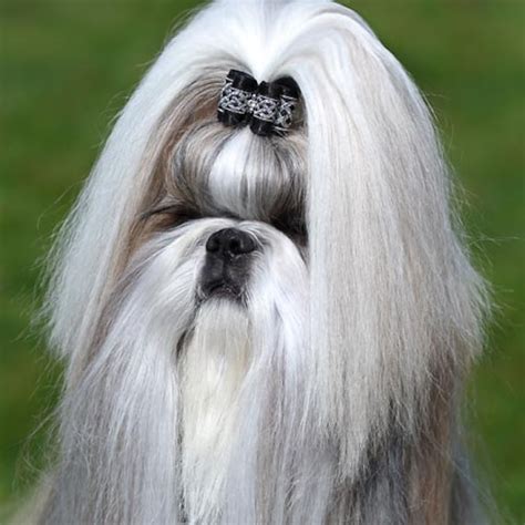 Black Silver Shih Tzu Dog Show Bow 78 Dog Topknot Bow