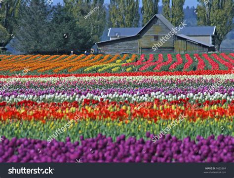 Tulip Farm Stock Photo 1665384 : Shutterstock