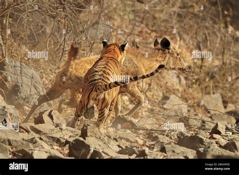 Bengal Tiger Panthera Tigris Tigris Female Noor T19 Chasing Sambar