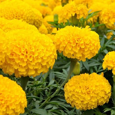 Yellow African Marigold Flower Seeds Tall Marigold Variety Etsy India