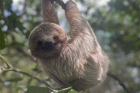 Sloth Discovery And Rio Celeste Waterfall From Playa Del Coco