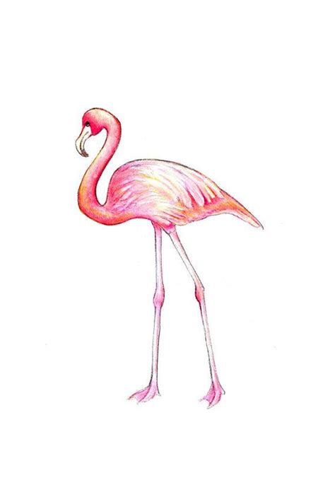 Pink Flamingo Art Print Of An Original Drawing Available Etsy