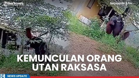 Viral Kemunculan Orang Utan Raksasa Di Permukiman Warga Diduga Di