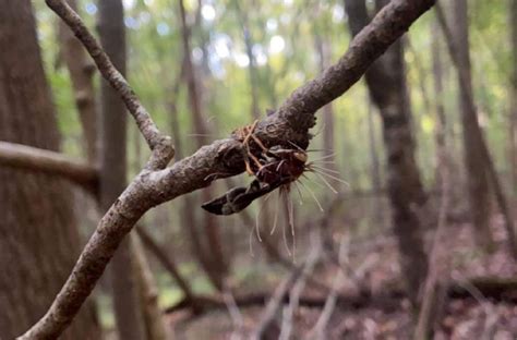 Zombie Wasp Pictured After Parasitic Fungi Took Over Its Body - Newsweek