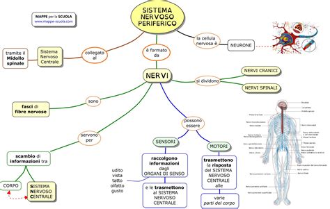 Il Sistema Nervoso Matemitica