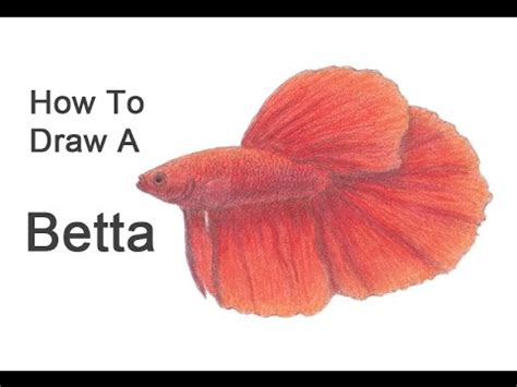 How To Draw A Betta YouTube