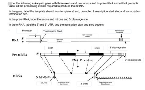 Solved Label The Following Eukaryotic Gene With Three Exons Chegg