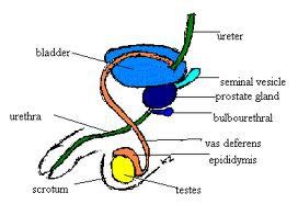 Chapt Male Reproductive System Flashcards Quizlet