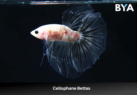 24 Types Of Betta Fish Colors and Patterns