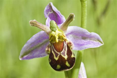 PETER'S PORTFOLIO..............Bird & Wildlife Photography: Bee Orchid