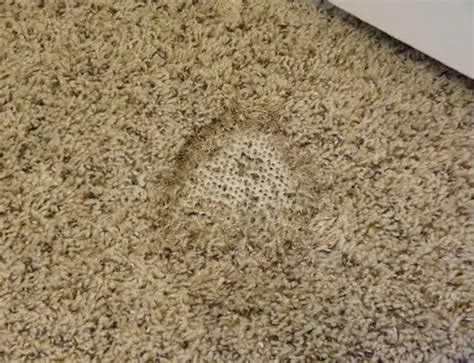 How To Fix A Carpet Burn Caused By An Iron Easy DIY Repair