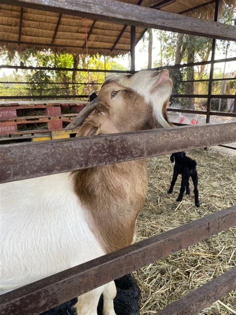 Goat is Standing in the Stall Stock Image - Image of breed, agriculture ...