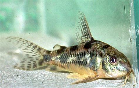 KIRYS PALEATUS CORYDORAS Kirysek Pstry EKH 12197061425 Allegro Pl