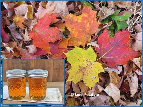 How to Make Maple Syrup I: Choosing Trees and Getting Sap