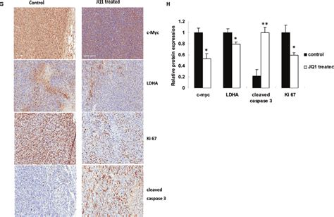 JQ1 Significantly Suppressed Ovarian Tumor Xenograft Growth And