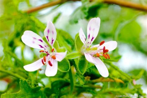 Géranium entretien rempotage et bouturage Géranium Bouture