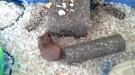 Syrian Hamster Ginger Youtube