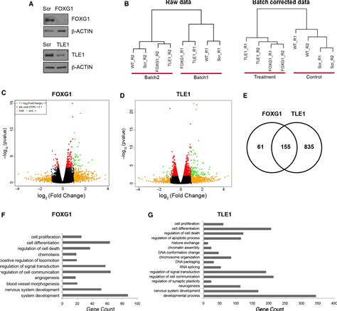 Characterization Of A Foxg1 Tle1 Transcriptional Network In