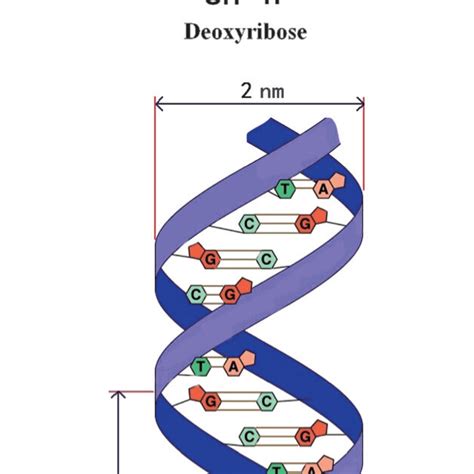 Illustration of the DNA subunits and structure. | Download Scientific ...