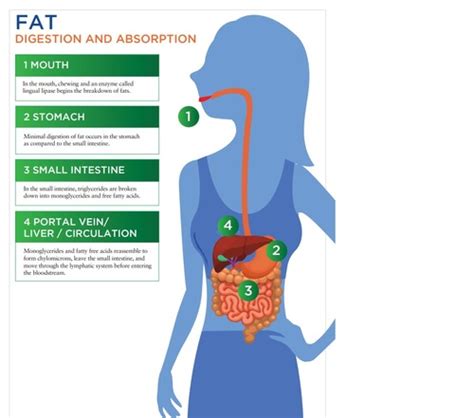 Chapter Lesson Digestion And Absorption Flashcards Quizlet