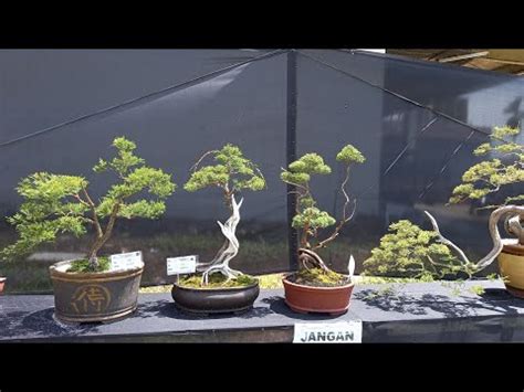 Pameran Dan Kontes Bonsai Lokal Ppbi Cab Ketapang Part 1