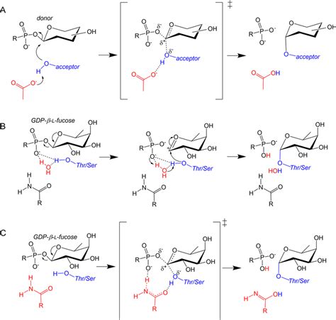 Reaction Mechanism Of Inverting Glycosyltransferases A Classical