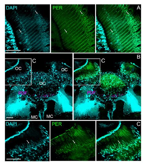 Localization Of Per In Compound Eyes And Ocelli Projection Pictures