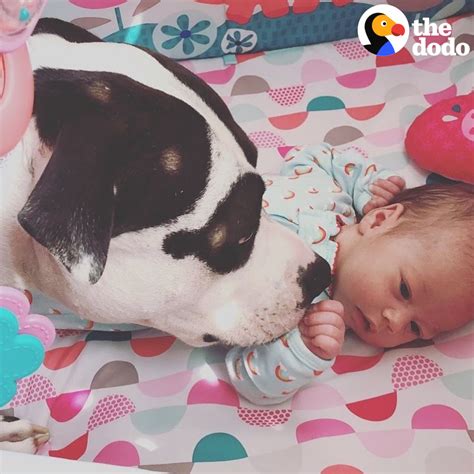 The Dodo On Twitter Watch This Pit Bull Turn Into The Best Nanny To