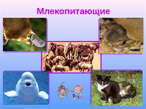 Живая природа Животные - скачать презентацию