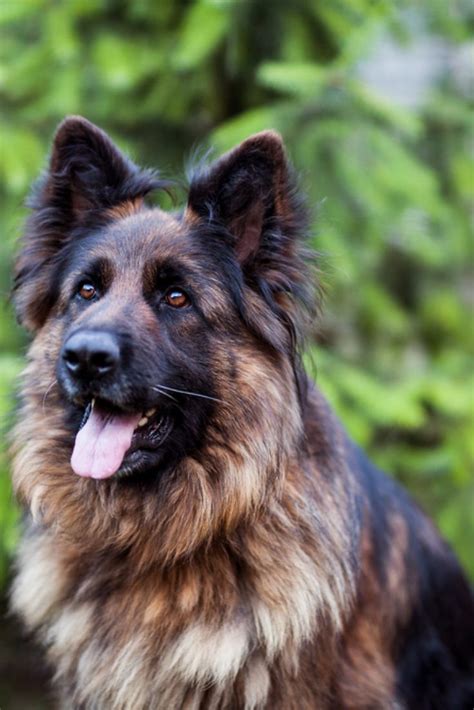 A Long Haired German Shepherd Sits In The Yard Germanshepherd Hondjes