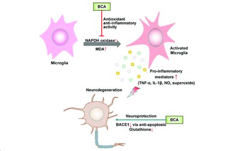 Schematic Of The Neuroprotective Effects Of BCA Direct