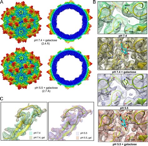 Adeno Associated Virus 9 Structural Rearrangements Induced By Endosomal