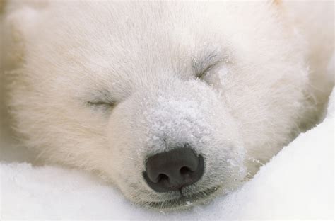 which cute animal sleeps the most 8