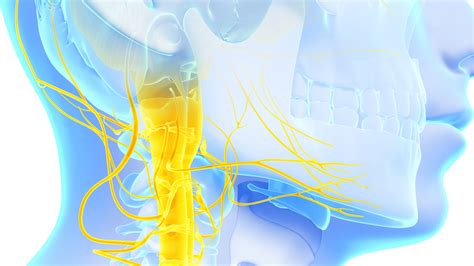 What Is The Vagus Nerve Why Is It Fundamental For Health Feed Your