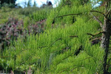 Taxodium Distichum Var Imbricarium Landscape Plants Oregon State