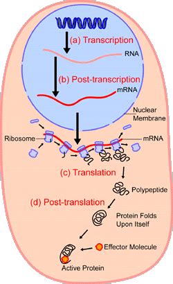 Protein Synthesis CreationWiki The Encyclopedia Of Creation Science