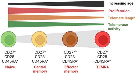 Schematic Model For T Cell Differentiation During Aging Upon