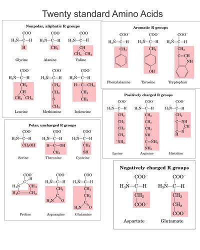 Amino Acids Flashcards Quizlet