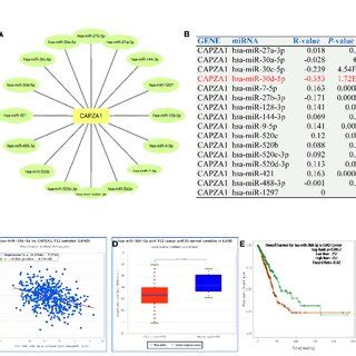 Identification Of MiR 30d 5p As A Potential Upstream MiRNA Of CAPZA1 In