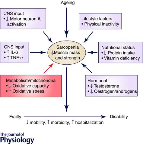 Beneficial Effects Of Exercise On Age‐related Mitochondrial Dysfunction