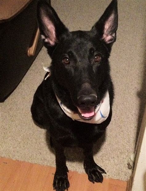 Meet Our Staff — Doggy Style Pet Shop
