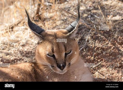 Caracal Or Desert Lynx From Namibia Stock Photo Alamy