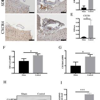 Expression Of Sdf And Cxcr In A Mouse Ia Model A Comparison Of